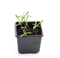 Baby cosmos plant in recyclable plastic pots isolated on white