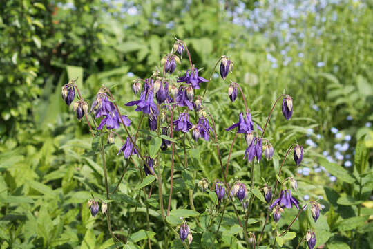 Flowering common columbine (Aquilegia vulgaris) plant with purple flowers in garden
