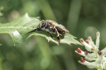Eucera nigrescens bee sunbathing in the morning