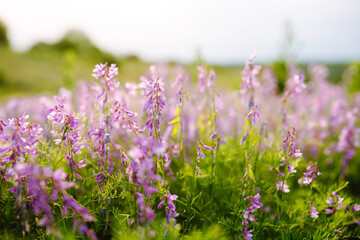 Blooming field of wildflowers. Beautiful purple wild flower.