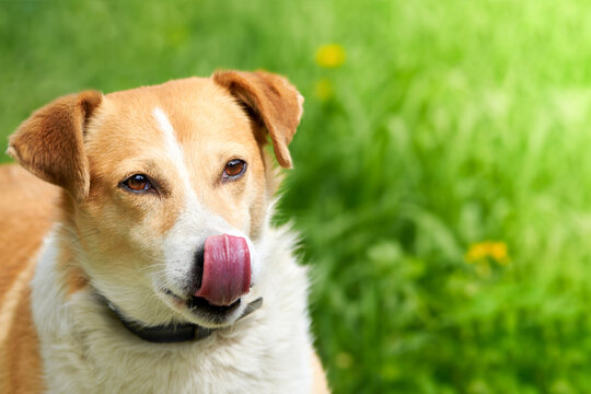 Portrait of a mongrel dog licking on a background of green grass.