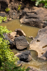 river in the forest