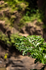 fern in the forest