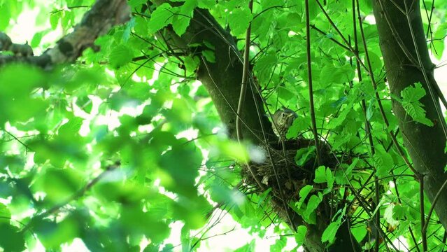 Mistle Thrush on the nest, inspecting and watching (Turdus viscivorus) - (4K)