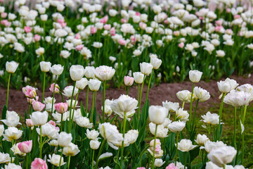 Obraz na płótnie Canvas Tulip terry late Dance Line - a variety with peony buds with a diameter of 11-12 centimeters. The petals are white with small crimson strokes on the edges of the petals.
