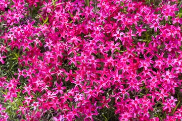 Poster Phlox subulate bloemen in de tuin. Bloeiend kruipend mos voor landschapsontwerp. Heldere mooie bloem die de grond bedekt. Fotobehang in rode kleuren. Tapijt kweken in de natuur. © IhorStore