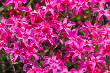 Tuinposter Phlox subulate bloemen in de tuin. Bloeiend kruipend mos voor landschapsontwerp. Heldere mooie bloem die de grond bedekt. Fotobehang in rode kleuren. Tapijt kweken in de natuur. © IhorStore