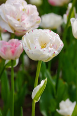Tulip terry late Dance Line - a variety with peony buds with a diameter of 11-12 centimeters. The...