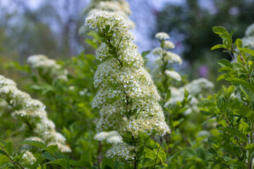 Close-up branch flowers spiraea in the garden. Blooming of white  fluffy plants billardii....