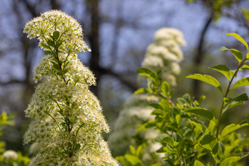 Close-up branch flowers spiraea in the garden. Blooming of white  fluffy plants billardii. Beautiful small flowers opens springtime. Floral background wallpapers. Bokeh effect.