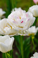 Tulip terry late Dance Line - a variety with peony buds with a diameter of 11-12 centimeters. The petals are white with small crimson strokes on the edges of the petals.