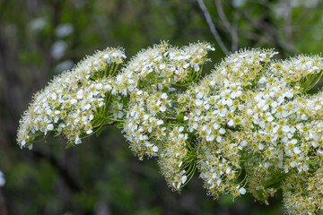Close-up branch flowers spiraea in the garden. Blooming of white  fluffy plants billardii. Beautiful small flowers opens springtime. Floral background wallpapers. Bokeh effect.