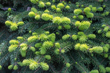 Green spruce shoots in the forest. Sprout of branch coniferous tree in springtime. Young fresh spruce twig and needles. Photo wallpapers in green colors. 