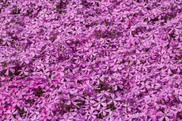 Phlox subulate flowers in the garden. Blooming creeping moss for landscape design. Bright beautiful flower covering the ground. Photo wallpapers in purple colors. Growing carpet in nature.