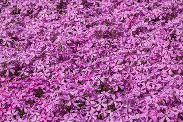 Obraz premium Phlox subulate flowers in the garden. Blooming creeping moss for landscape design. Bright beautiful flower covering the ground. Photo wallpapers in purple colors. Growing carpet in nature.