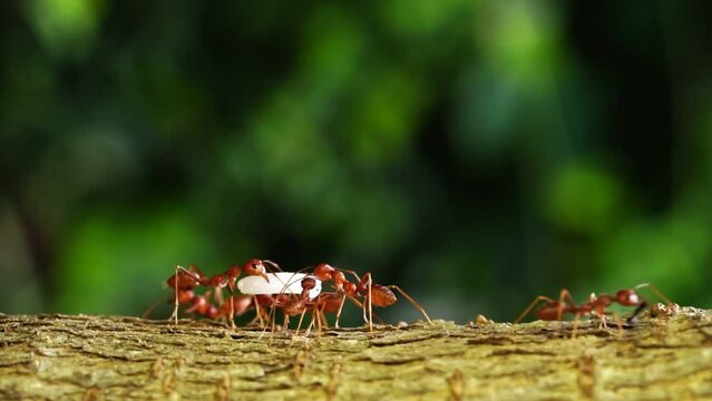 Ants help to carry food, Concept team work together. Red ants teamwork. unity of ants.	