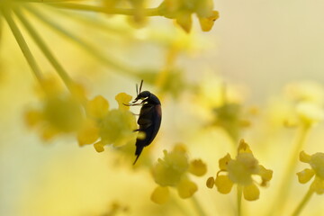 Toro de sol (Heliotaurus ruficollis) a contra luz sobre una flor amarilla de retama con fondo difuminado (macro)