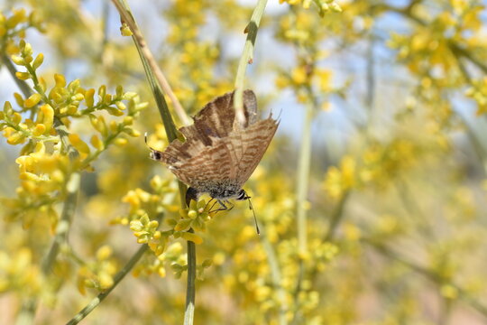 Mariposa canela estriada (lampides boeticus) ovipositando sobre retama llena de flores amarillas con fondo difuminado (macro)