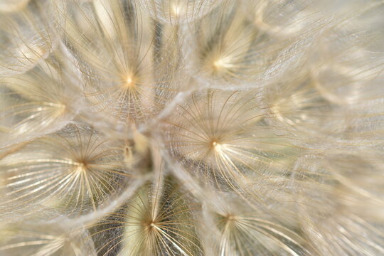 Fototapeta Detalle diente de león (macro) fondo con textura