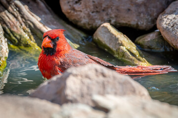 Northern Cardinal