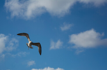 A white seagull flying in the sky on tranquil cloudscape background