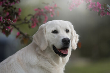 golden retriever puppy in the spring time