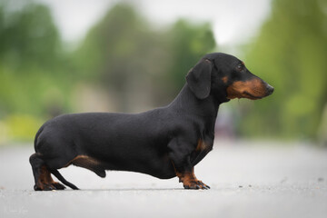 The miniature dachshund smooth-haired photogrpahy