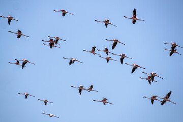 A Flock of Flamingos in flight