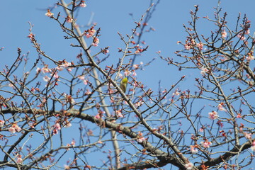 メジロと桜