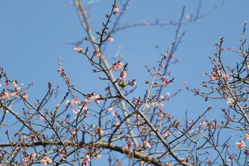メジロと桜