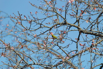 メジロと桜