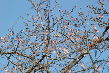 メジロと桜