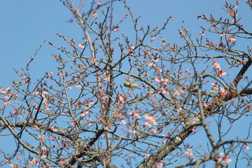 メジロと桜