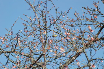 メジロと桜