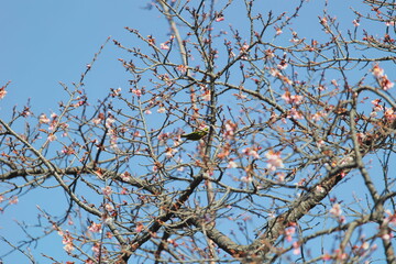 メジロと桜