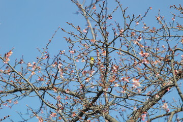 メジロと桜