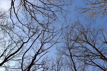 The bare tree branches and the bright blue sky.
