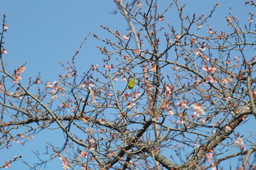 メジロと桜