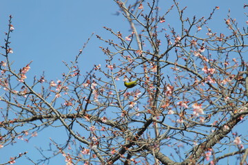 メジロと桜