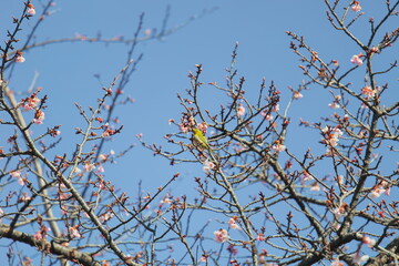 メジロと桜