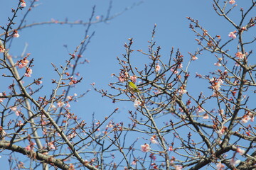 メジロと桜