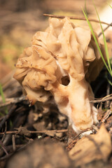 Morchella tridentina morel mushroom with the appearance of a wasp nest or beehive cells in a rusty brown color on a natural background