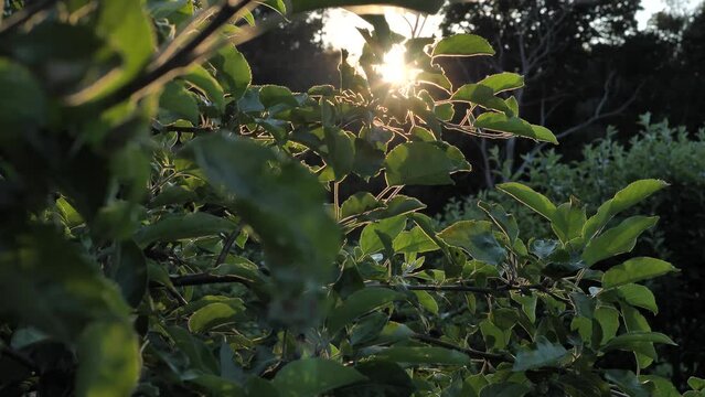 sun through the branches