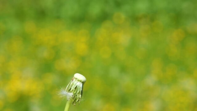 Someone blow on a dandelion. Close up Shot of Dandelion being blown in super slow motion on blurred background