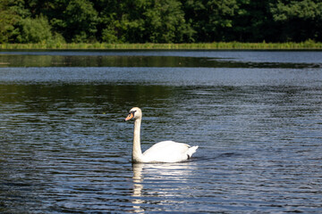 swan on the lake