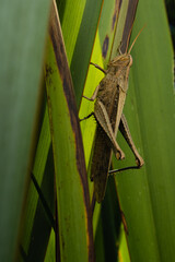 Macro photo of brown cricket standing on green leaf with brown spots