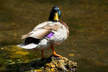 duck in the pond