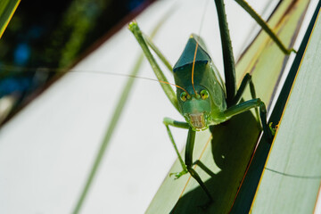 Macro photo of a green locust from the front looking at the camera standing on a leaf