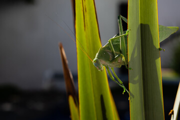 Full body macro photo of green locust standing on a blade of grass