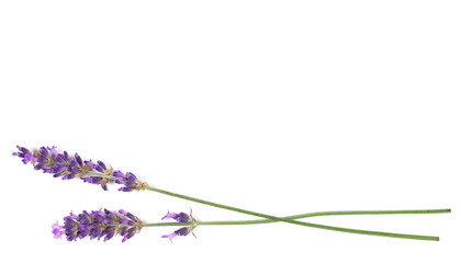 Fresh lavender flowers isolated on white, top view  